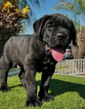 Cane corso puppies for sale