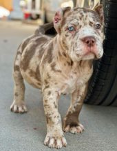 Cane corso puppies for sale