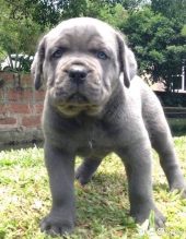 Cane corso puppies for sale near me